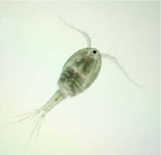 copepod1.jpg